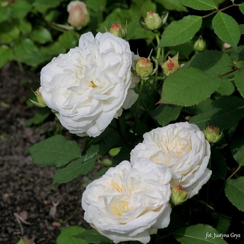 White Gruss an Aachen