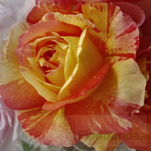 Tropical Sunset  (Mactaurang)