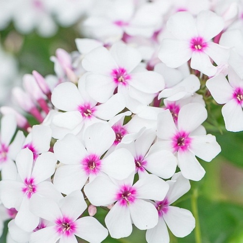 płomyk wiechowaty"Famous White with Eye"