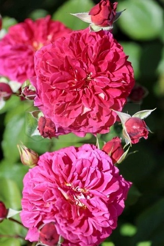 L'ami des Jardins (GUILlajar)