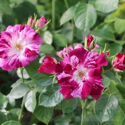 Oh Wow/Purple Splash (Wekspitrib)