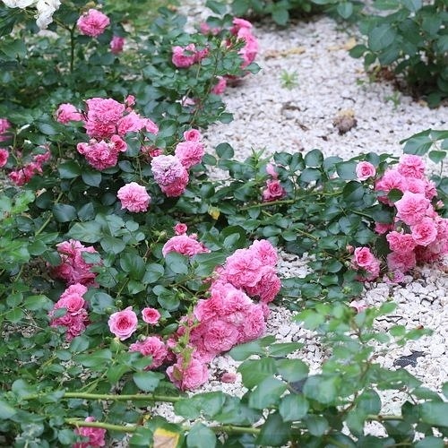 Les Quatre Saisons/ Pink Swany DONICZKA