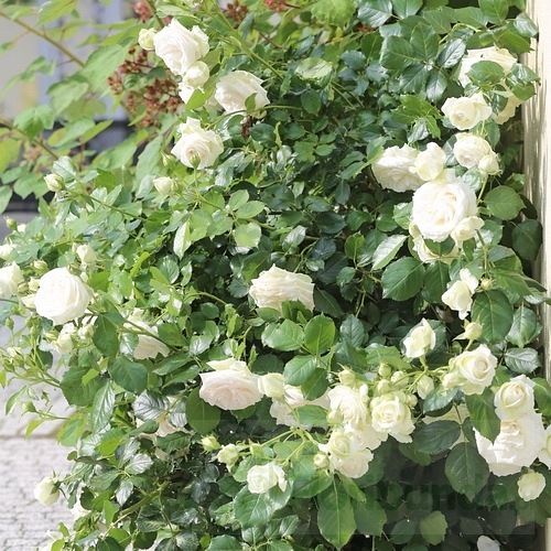 Palais Royal / White Eden Rose