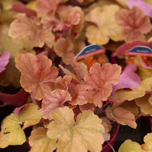 Żurawka Nothern Exposure 'Amber'