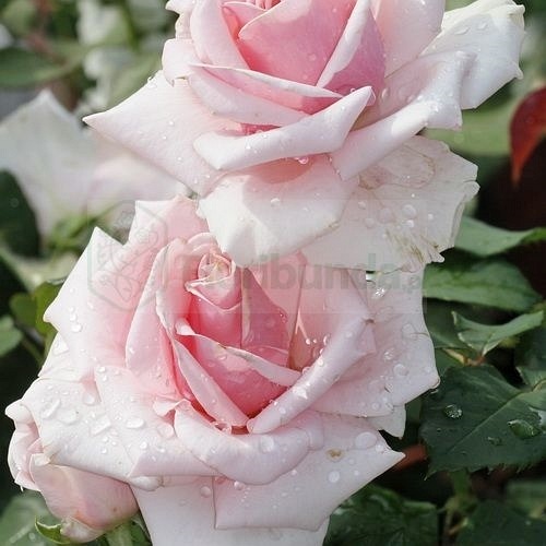 Savoy Hotel (Harvintage)