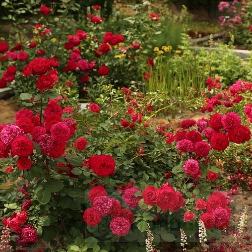 Look Good  Feel Better DONICZKA