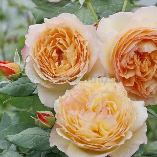 Wellbeing  (Harjangle)