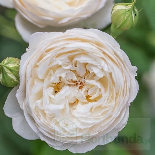 Clair Austin (Ausprior)