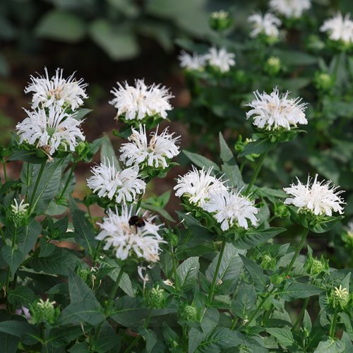 Pysznogłówka 'Bee-Bright'