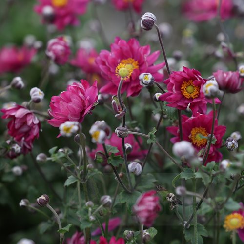 Zawilec Breeze Rosy Red