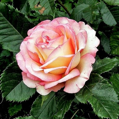 Perfume 2025 kisses rose