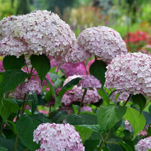 Hortensja drzewiasta 'Candybelle Bubblegum'