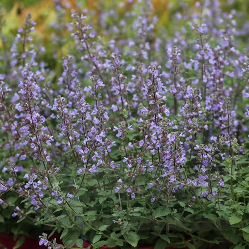 Kocimiętka  "Wolker's Low"