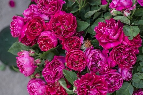 Baron Girod de L'ain