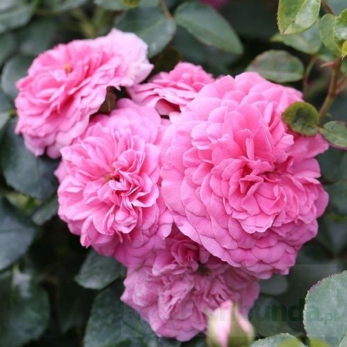 Les Quatre Saisons/ Pink Swany DONICZKA