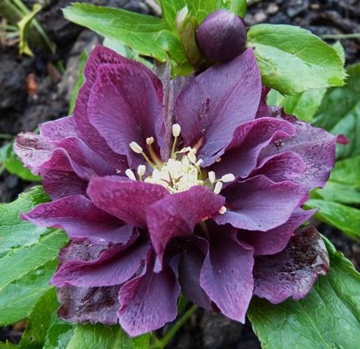 Ciemiernik "Double Ellen Purple"