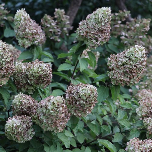 Hortensja bukietowa "Polar Bear"