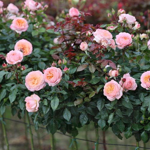 Sourire du Havre PIENNA