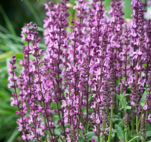 Szałwia omszona Sensation Deep Rose Imp.