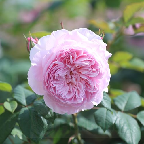 The Ancient Mariner  (Ausoutcry)