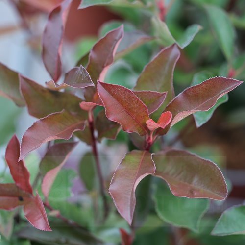 Głogownik "Camilvy"