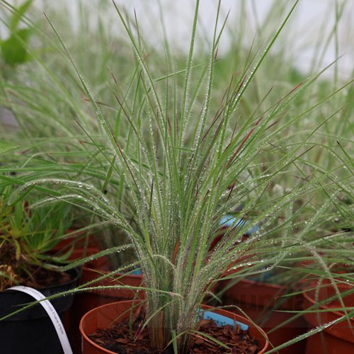 Palczatka miotlasta "Ha Ha Tonka"