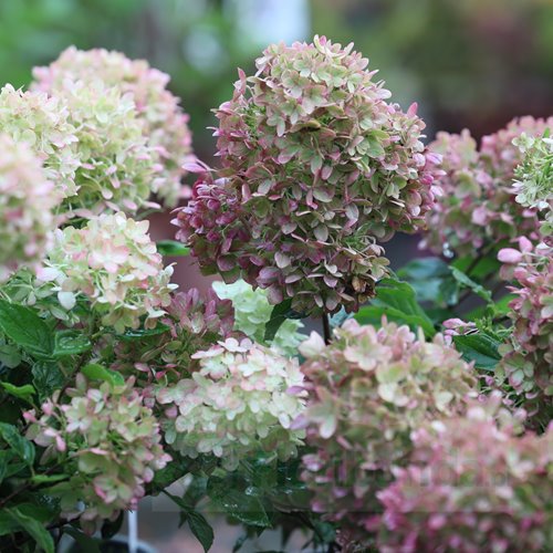 Hortensja bukietowa Little Lime