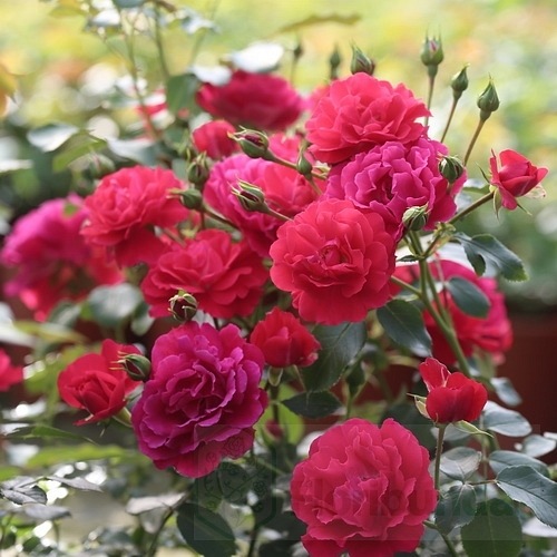 Heidefeuer  (Red Flower Carpet)