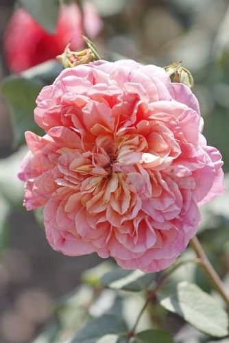 Papi Delbard (DELaby)