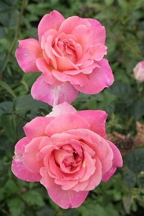 Chicago Peace (Johnago)