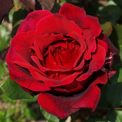 Graaf Lennart/Marcel Pagnol (Meysoiris)