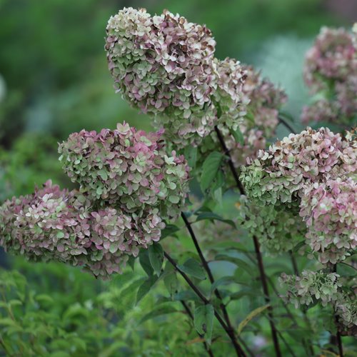 Hortensja Diamantino