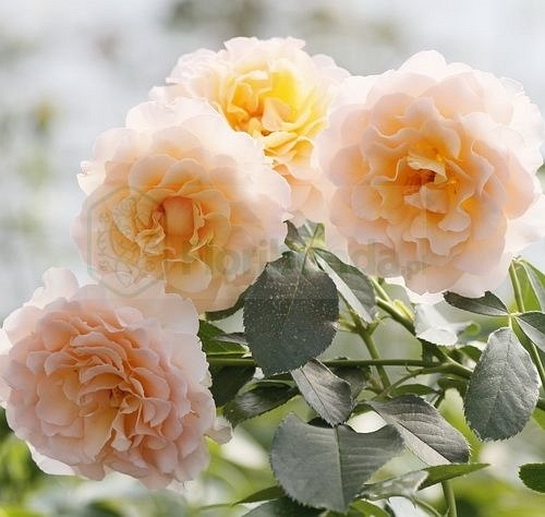 Marjorie Marshall (Hardenier)