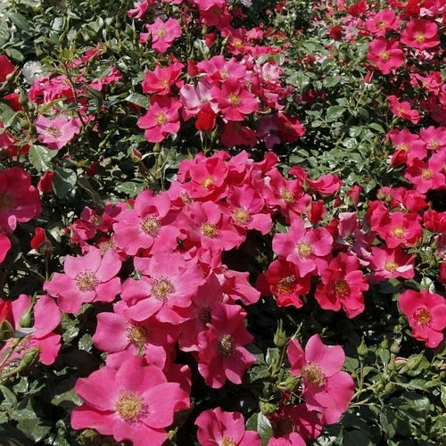 Stadt Rom (Tan04999)