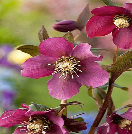 Ciemiernik orientalis "Pretty Ellen Red"