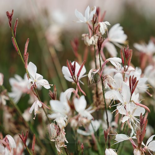 Gaura lindheimeri Gambit® Compact White