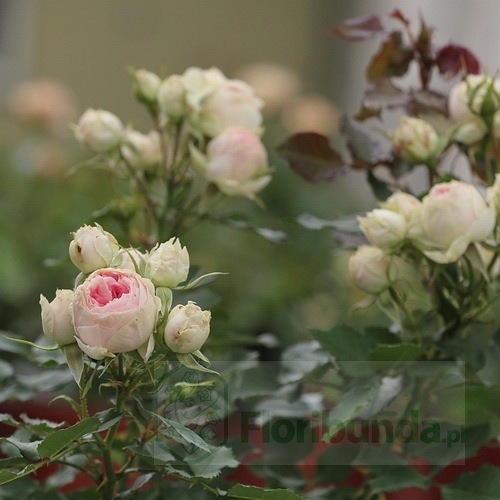 Pashmina/ Pompon Flower Circus