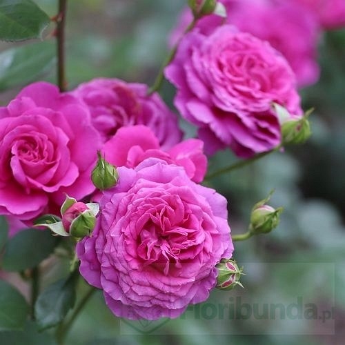 Claire Marshall  (Harunite)