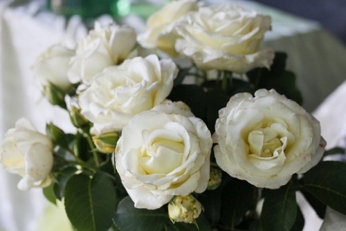 Chopin róże PIENNA