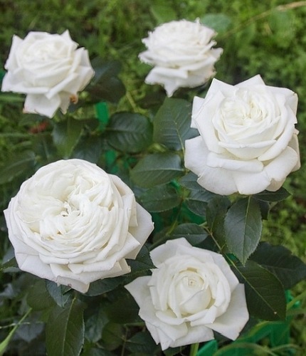 Pierre Arditi (Meicalanq)