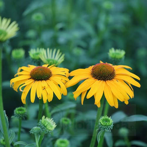 Jeżówka purpurowa 'Skipper Honey'