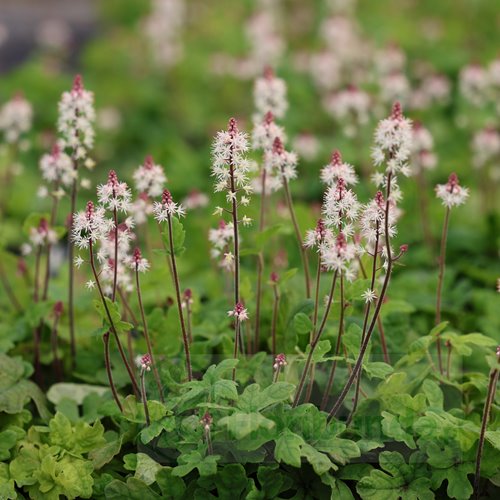 Tiarella "Spring Symphony"
