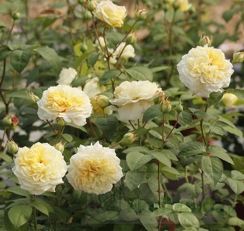 Nelson Monfort (Masnelmo)