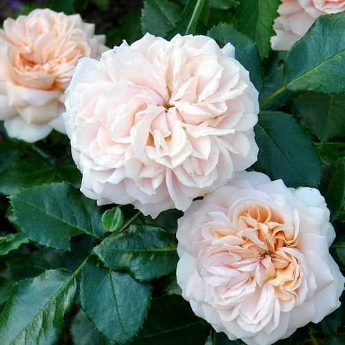 Garden of Roses /Cream Flower Circus