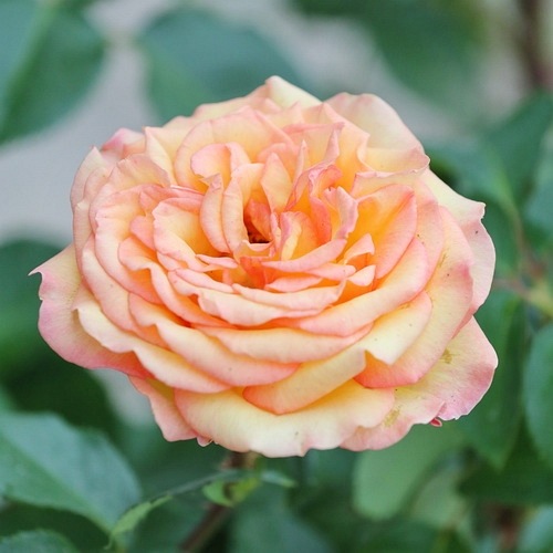 Rose de Mont de Marsan