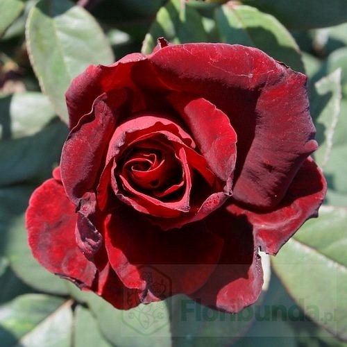 Barkarole (Tanelorak)