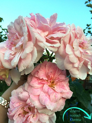 Kir Royal (Meinibur)