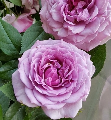 Lavender  Flower Circus