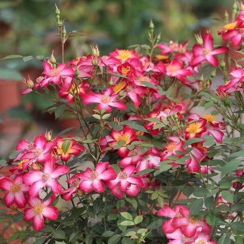 Star Profusion  PIENNA