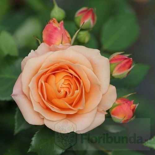 Dolce Vita (DELcentoran)